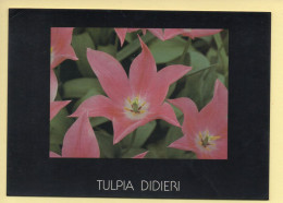 Fleurs : Tulipe De Didier (voir Scan Recto/verso) - Flowers