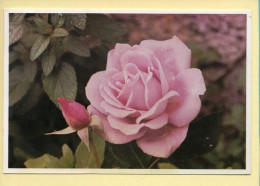 Fleurs : Roses / Mignonne Allons Voir Si La Rose (voir Scan Recto/verso) - Flowers