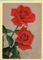Fleurs : Roses / Bonne Fête (voir Scan Recto/verso) - Flowers