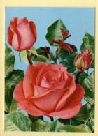 Fleurs : Roses (voir Scan Recto/verso) - Blumen