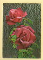Fleurs : Roses (voir Scan Recto/verso) - Blumen