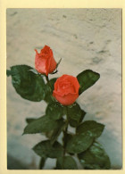 Fleurs : Roses (voir Scan Recto/verso) - Blumen