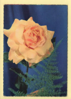 Fleurs : Rose (voir Scan Recto/verso) - Blumen