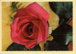 Fleurs : Rose / CPSM (voir Scan Recto/verso) - Blumen