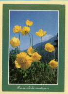 Fleurs : Renoncule Des Montagnes / Fleurs De Nos Montagnes (voir Scan Recto/verso) - Blumen