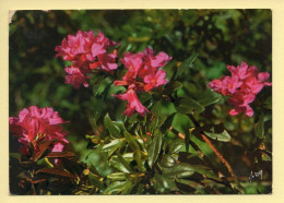 Fleurs : Rhododendron Rose (voir Scan Recto/verso) - Flowers