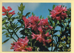 Fleurs : Rhododendron (voir Scan Recto/verso) - Flowers