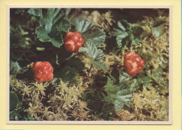 Fleurs : Mognande Hjortron / Carte De Suède (voir Scan Recto/verso) - Blumen