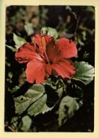 Fleurs : L'Hibiscus / Île De La Réunion (voir Scan Recto/verso) - Flowers