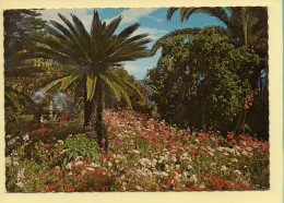 Fleurs : Jardin Tropical / FUNCHAL (Madeira) CPSM (voir Scan Recto/verso) - Flowers