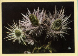 Fleurs : Le Chardon Bleu Ou Panicaut Des Alpes / Eryngium Alpinum (voir Scan Recto/verso) - Fleurs