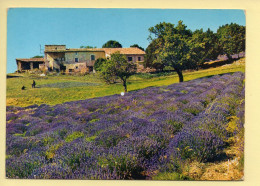 Fleurs : Floraison De La Lavande En Provence (voir Scan Recto/verso) - Flowers