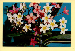 Fleurs : Frangipanier (voir Scan Recto/verso) - Flowers