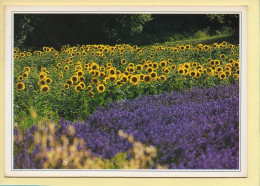 Fleurs : Fleurs / Parfum D'été / Tournesol (voir Scan Recto/verso) - Flowers