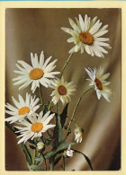 Fleurs : Fleurs / Marguerites  (voir Scan Recto/verso) - Flowers