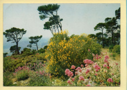 Fleurs : Fleurs / Paysages De La Côte D'Azur / Miracle De La Nature (voir Scan Recto/verso) - Fleurs