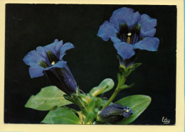 Fleurs : Fleurs / La Gentiane Acaule (Gentiana Acaulis)  (voir Scan Recto/verso) - Fleurs