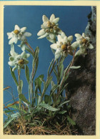 Fleurs : Fleurs / Edelweiss / Etoile Des Glaciers  (voir Scan Recto/verso) - Flowers