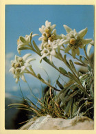 Fleurs : Edelweiss / Etoile Des Alpes (voir Scan Recto/verso) - Flowers