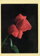 Fleurs : Fleur (voir Scan Recto/verso) - Flowers