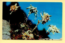 Fleurs : EDELWEISS (voir Scan Recto/verso) - Fleurs