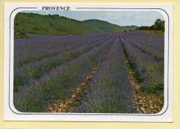 Fleurs : Champ De Lavande / Provence (voir Scan Recto/verso) - Flowers