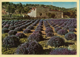 Fleurs : Champ De Lavande Dans Les Alpes De Haute-Provence (voir Scan Recto/verso) - Flowers
