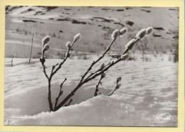 Fleurs : Blommande Vide / Carte De Suède (voir Scan Recto/verso) - Fleurs