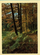 Arbres : Arbres / Sous-Bois / CPSM (voir Scan Recto/verso) - Trees