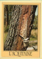 Arbres : Pins / Aquitaine (voir Scan Recto/verso) - Alberi