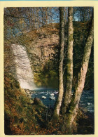 Arbres : Arbres / Sous-Bois D'Auvergne / Cascade (voir Scan Recto/verso) - Bäume