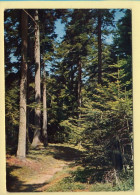 Arbres : Arbres / Sous-Bois D'Auvergne (voir Scan Recto/verso) - Alberi