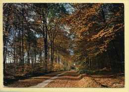 Arbres : Paysage D'Automne En Forêt / Salut Derniers Beaux Jours (voir Scan Recto/verso) - Bomen