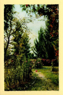 Arbres : Arbres / Fleurs / Chemin / Jardin De France / CPSM (voir Scan Recto/verso) - Bomen