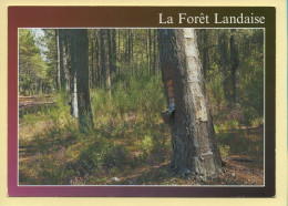 Arbres : Arbres / La Forêt Landaise (voir Scan Recto/verso) - Alberi