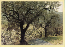 Arbres : Arbres / Oliviers Et Cerisiers En Fleurs Dans Le Nyonsais  (voir Scan Recto/verso) - Bäume