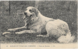 CPA - Chien Des PYRENEES - Cani