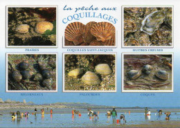Bretagne - La Pêche Aux COQUILLAGES. Huîtres, Saint-Jacques, Praires, Coques, Palourdes - Editions JACK N° 639 - Fish & Shellfish