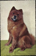 CPA Hundeportrait, Chow-Chow - Other & Unclassified
