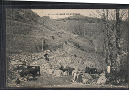 Paysage D'Auvergne - Vaches Et Personnes - Autres & Non Classés