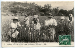 CPA Voyagé 1915 * Sur La CÔTE D'AZUR La Cueillette Des Tubéreuses ( Femmes Costumes Chapeaux ) - Provence-Alpes-Côte D'Azur