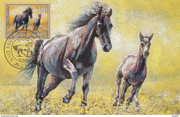 Yugoslavia, 1998, Animals - Horses Max Card - Horses