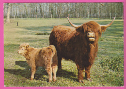 D72 - EHPT CENTRE RURAL D'ENTRAIDE PROFESSIONNELLE PARC ANIMALIER DOMAINE DE PESCHERAY - VACHE ÉCOSSAISE ET SON PETIT - Otros & Sin Clasificación