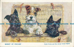 R161101 Basket Of Mischief. Scotch Terrier And Wire Haired Terrier Puppies. Salm - Monde