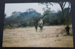 Masaigiraf (Giraffa Camelopardalis) Tippelskirchi - Photographie