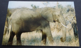 Zimbabwe - Afrikaanse Olifant (Loxodonta Africana) - Photographs