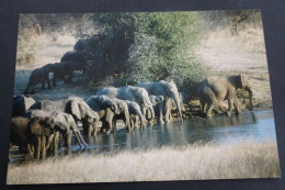 Zimbabwe - Afrikaanse Olifant (Loxodonta Africana) - Photographie