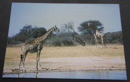 Zimbabwe - Masaigiraf - Photographs
