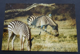 Zimbabwe - Burchell's Zebra (Equus Burchelli) - Photographie