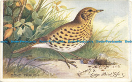 R648722 Song Thrush. Canary And Cage Bird Life. British Birds. No. 8 - World